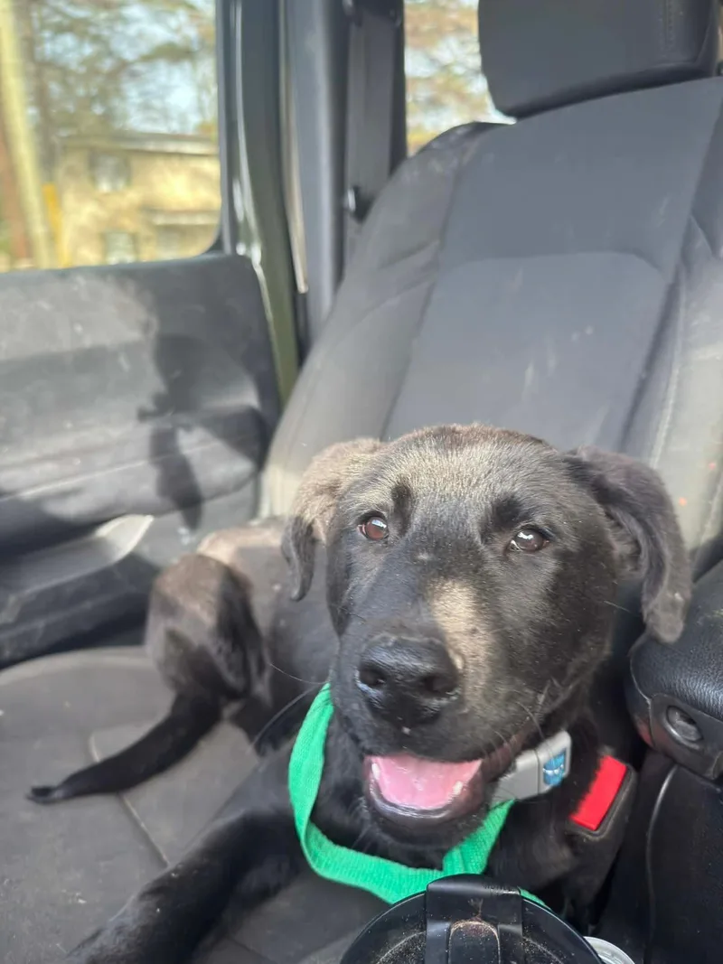 Muenster thumbnail 3