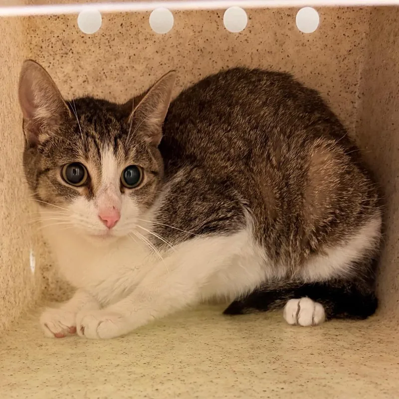 An adult medium-sized female Brown / Chocolate Domestic Short Hair cat named Telia for adoption in Philadelphia, PA