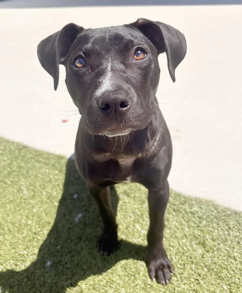 A young medium-sized female Black Pit Bull Terrier dog named Olive for adoption in Pontiac, MI