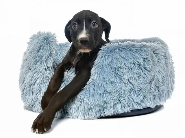 A baby medium-sized male Labrador Retriever dog named Carter for adoption in Fort Lauderdale, FL