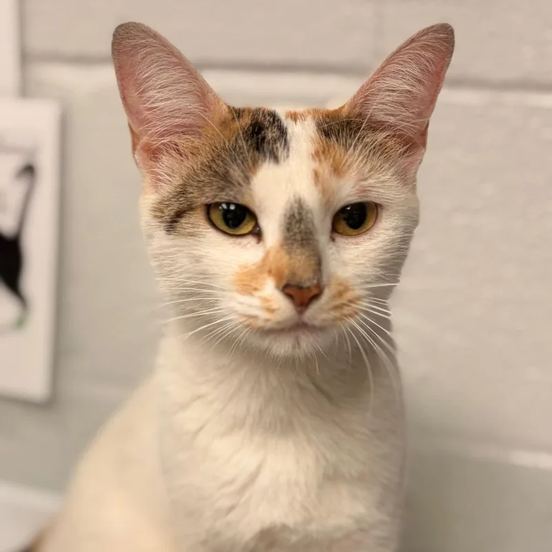 A young medium-sized female Calico Domestic Short Hair cat named Fluffernutter for adoption in Birdsboro, PA
