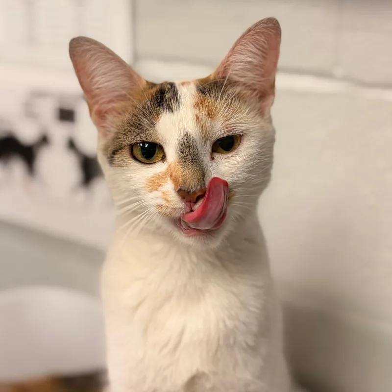 Fluffernutter thumbnail 2
