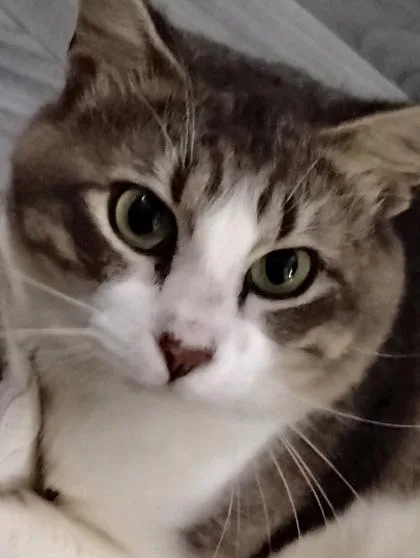 An adult medium-sized male Domestic Medium Hair cat named Duckie for adoption in Picayune, MS