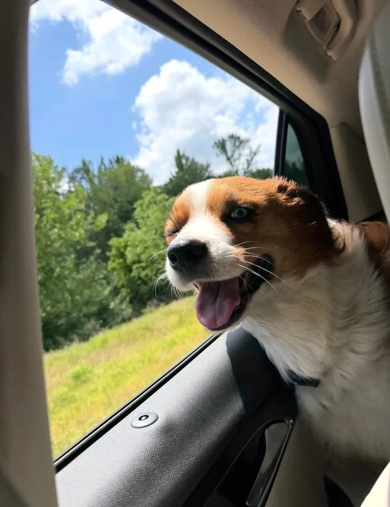 An adult medium-sized female Australian Shepherd dog named Jemmy for adoption in Troy, IL
