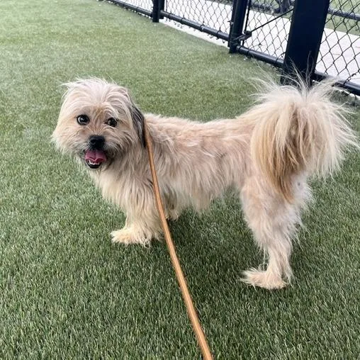 An adult small-sized female Yellow / Tan / Blond / Fawn Mixed Breed dog named Kusama for adoption in Philadelphia, PA