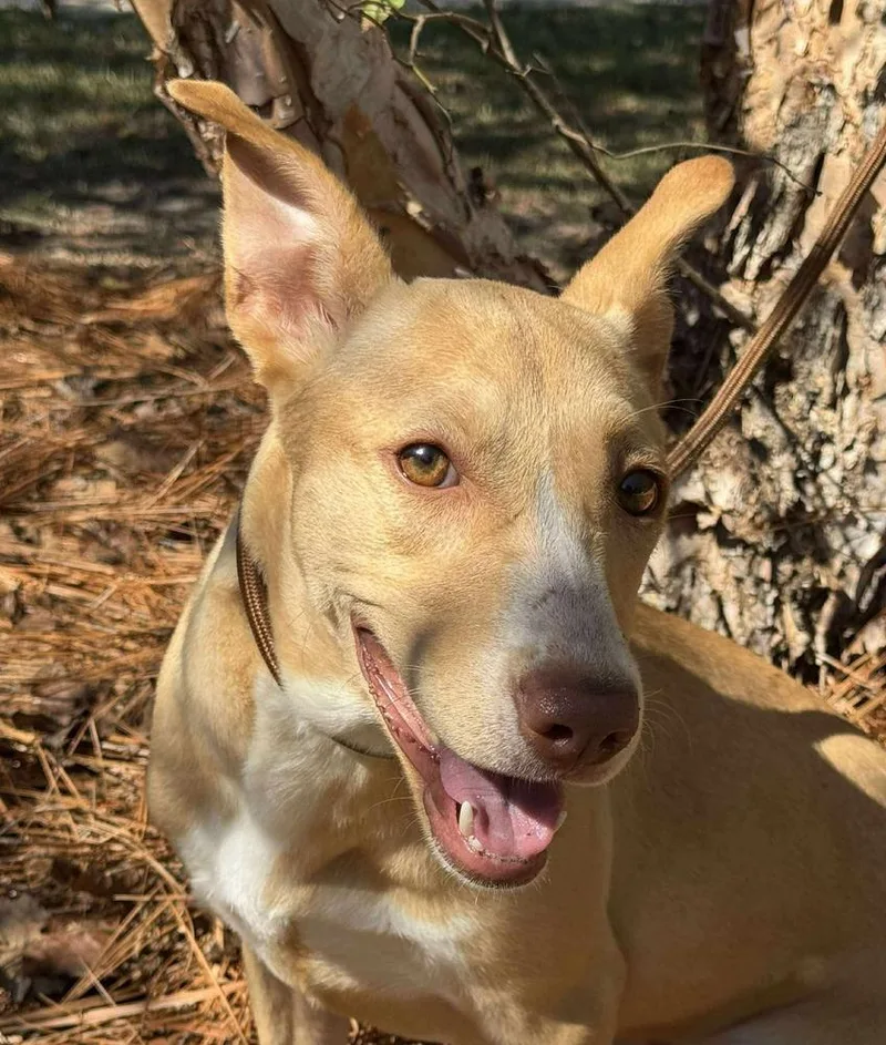 Sunshine thumbnail 3