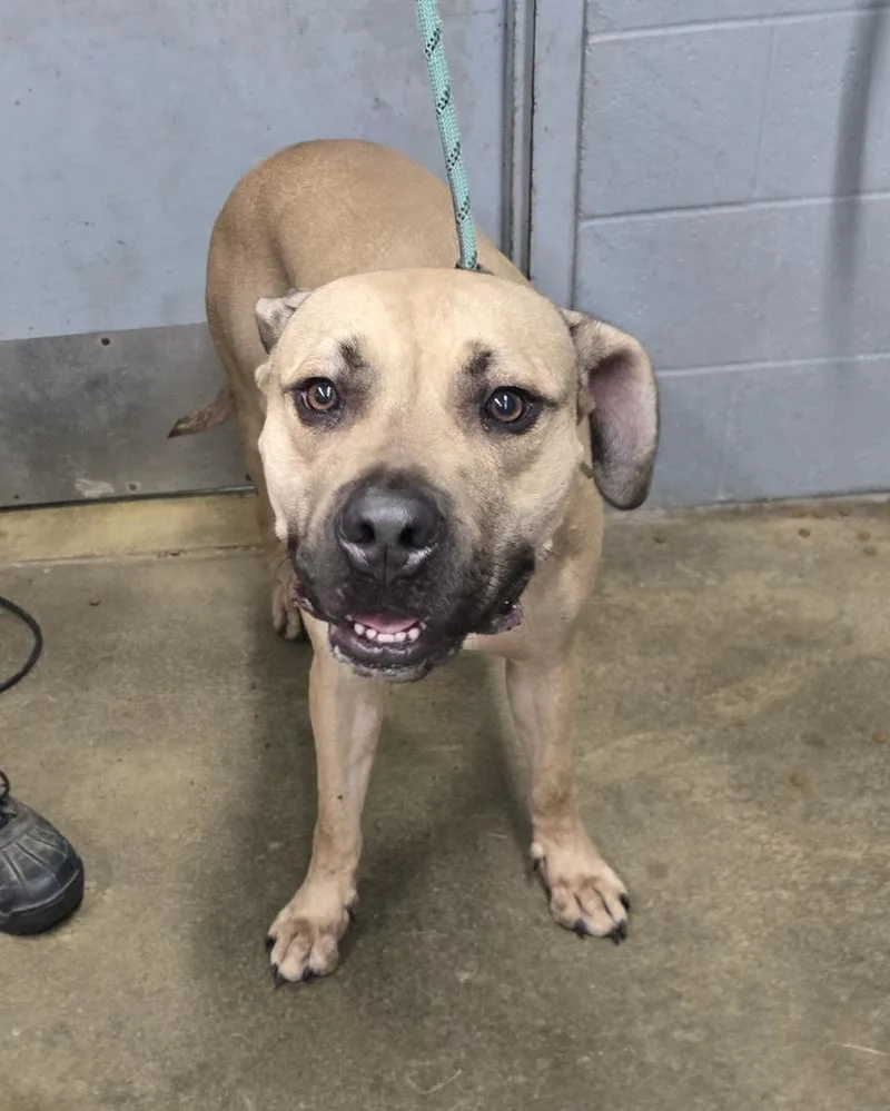 An adult large-sized male Brown / Chocolate Boxer dog named Thor for adoption in Evansville, IN