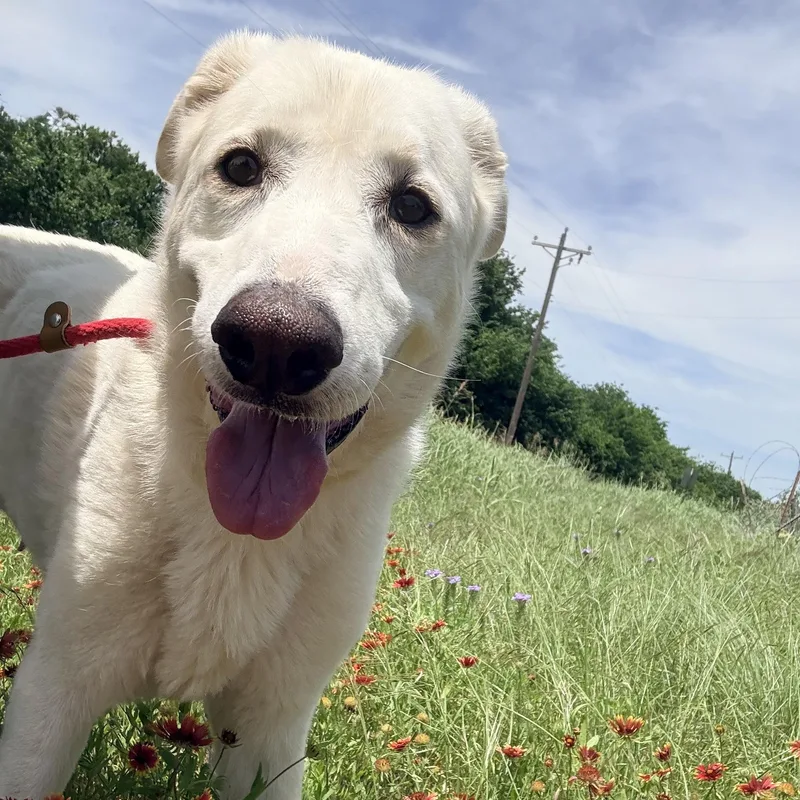 An adult large-sized female White / Cream Great Pyrenees dog named Snow Bunny for adoption in Justin, TX
