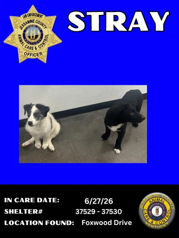 A baby small-sized male Great Pyrenees dog named Tux for adoption in Nicholasville, KY