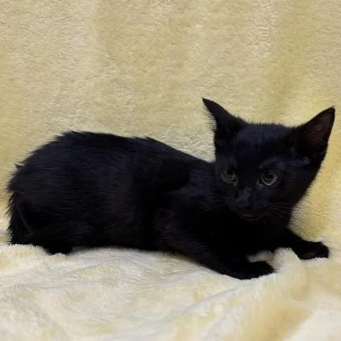 A baby small-sized female Black Domestic Short Hair cat named Jupiter for adoption in Long Beach, CA