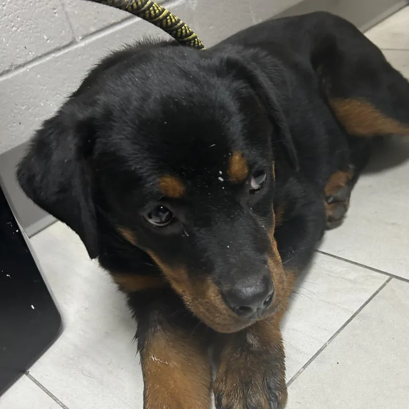 A baby medium-sized female Black Rottweiler dog named Trista for adoption in Lufkin, TX
