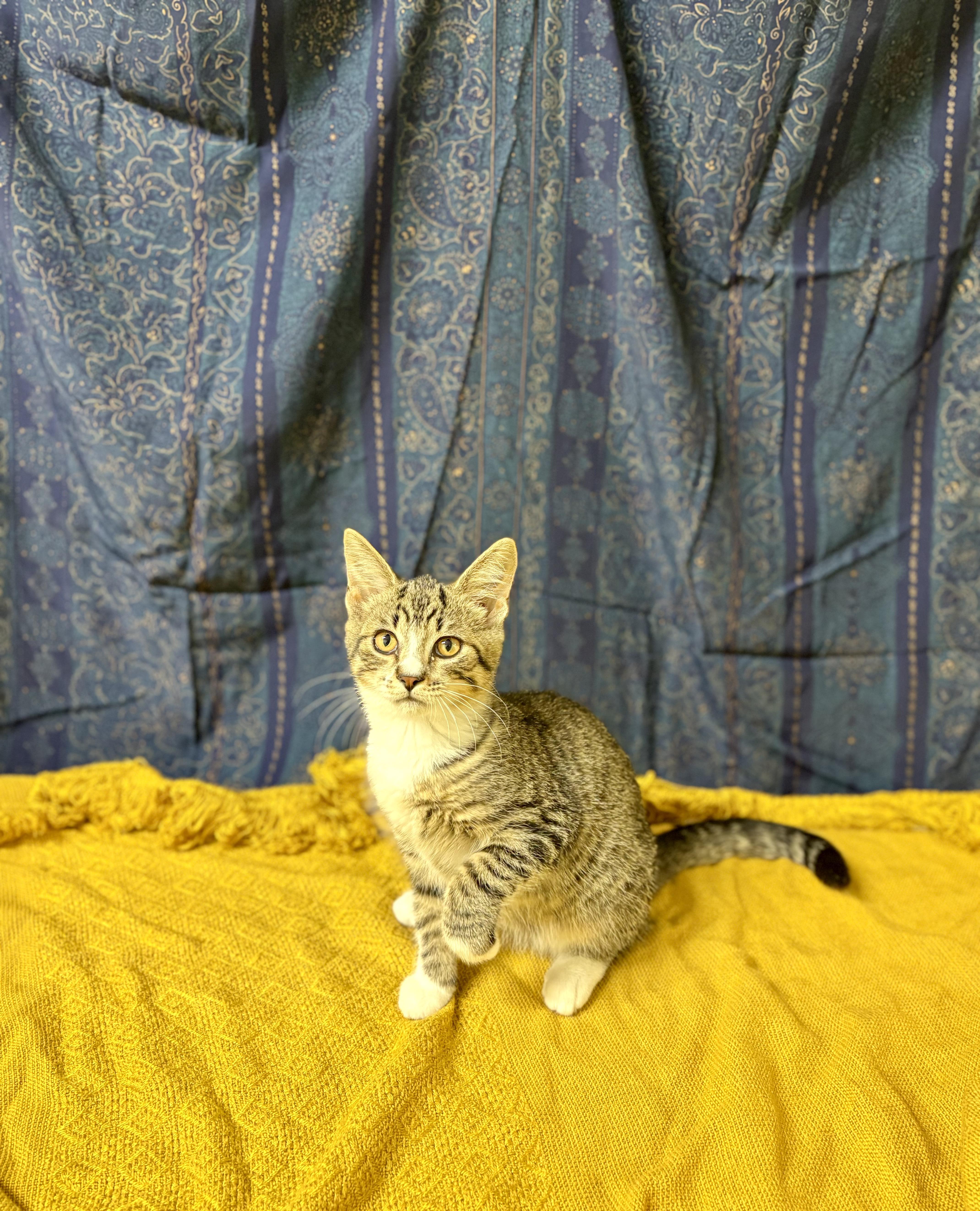 A young medium-sized male Tabby (Tiger Striped) Domestic Short Hair cat named Topaz for adoption in Upper Sandusky, OH