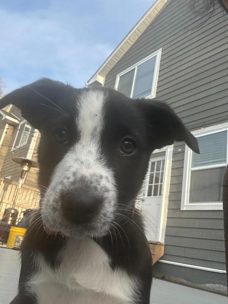 A baby medium-sized female Border Collie dog named Clover for adoption in Minneapolis, MN