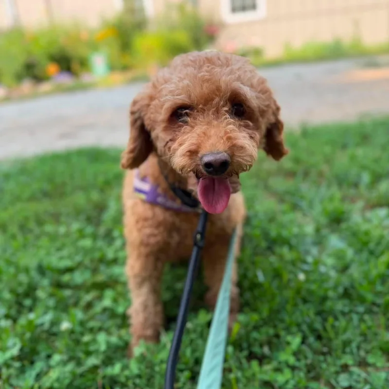 An adult small-sized female Yellow / Tan / Blond / Fawn Miniature Poodle dog named Tot for adoption in Phoenixville, PA