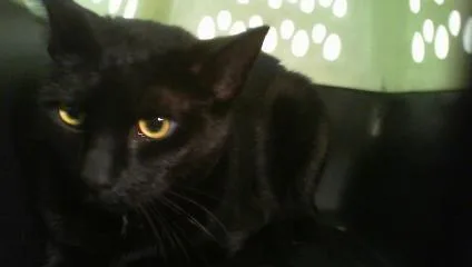 An adult medium-sized male Domestic Short Hair cat named Romeo for adoption in Charlotte, NC