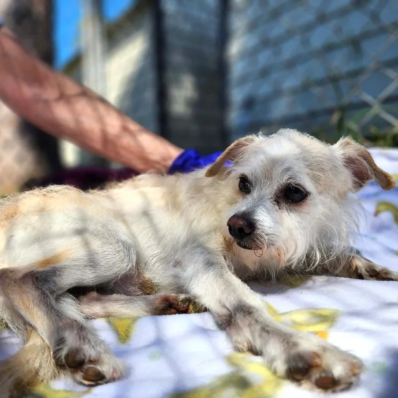 Toulouse thumbnail 2