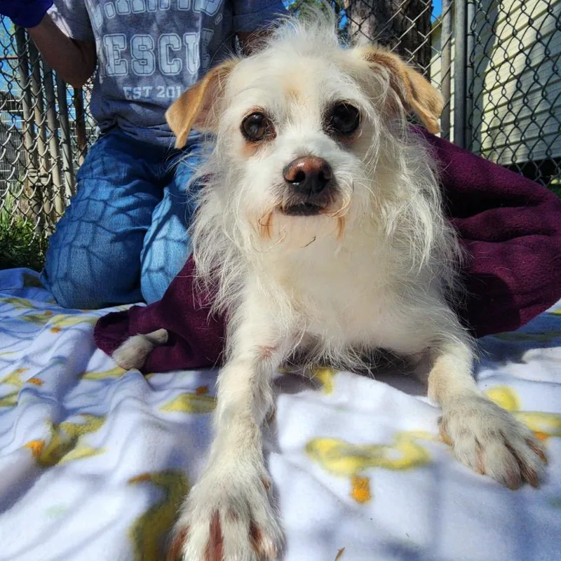 Toulouse thumbnail 3