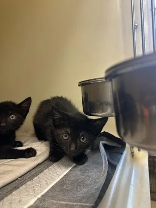 A young small-sized male Domestic Short Hair cat named Chicken Fajita for adoption in King William, VA