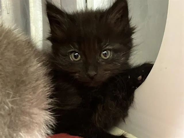 A baby small-sized male Domestic Short Hair cat named Legolas for adoption in Tustin, CA