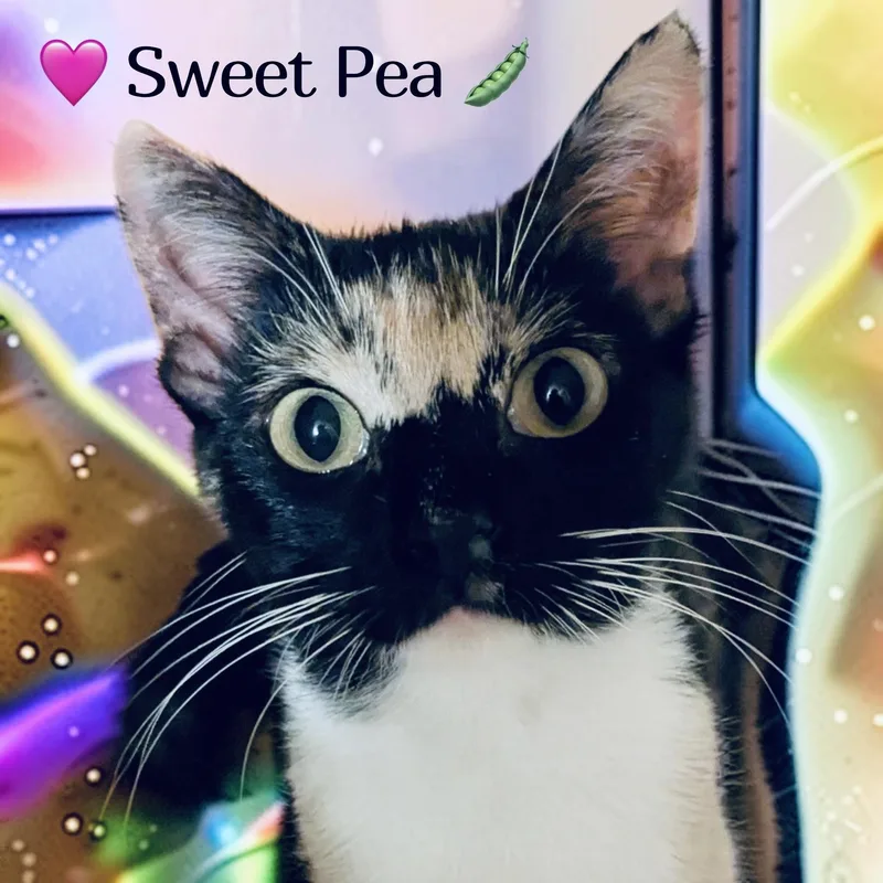 Sweet Pea