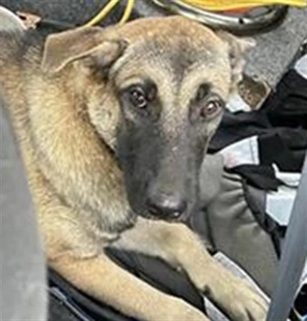 A young medium-sized male Shepherd dog named Shepherd Mix for adoption in San Antonio, TX