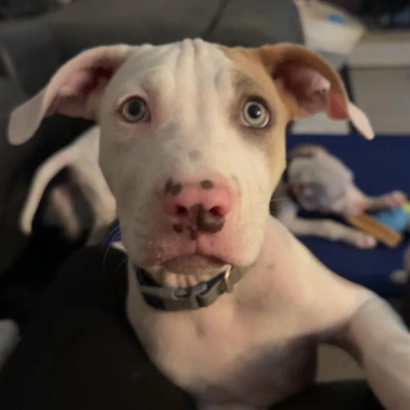 A baby medium-sized male Pit Bull Terrier dog named Justin for adoption in TULSA, OK
