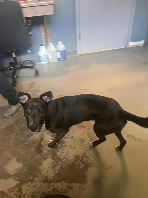 A young medium-sized female American Staffordshire Terrier dog named Pepper for adoption in Tallahassee, FL