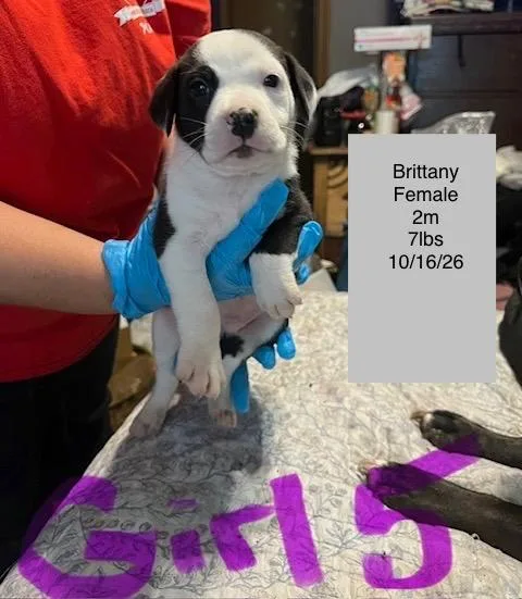 A baby small-sized female American Staffordshire Terrier dog named Brittany for adoption in Welling, OK