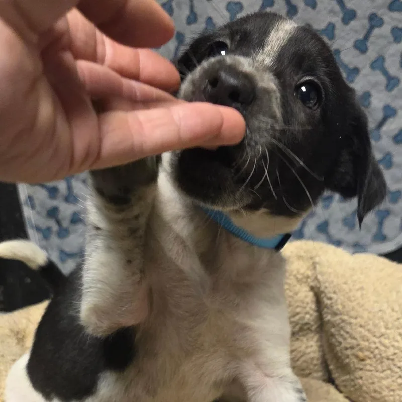 A baby medium-sized male Black Mixed Breed dog named Speckle for adoption in Alexandria, VA