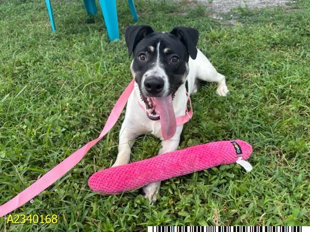 A young medium-sized male Mixed Breed dog named Destiel for adoption in West Palm Beach, FL