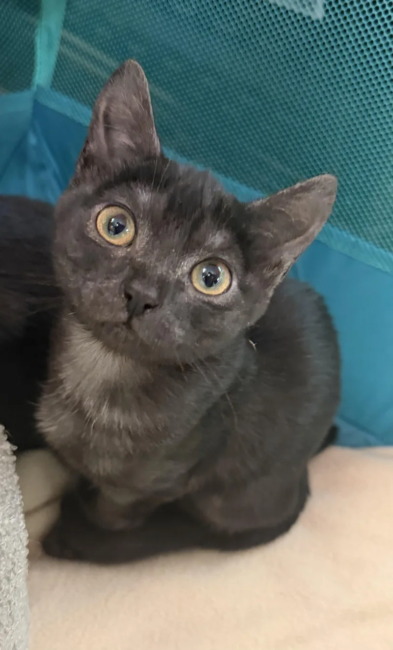 A young medium-sized female Black Domestic Short Hair cat named Zyra for adoption in Hudson, NY