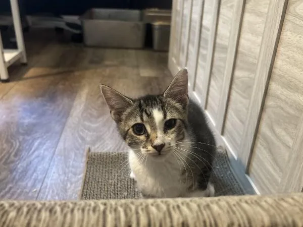 A baby medium-sized male Domestic Short Hair cat named Discord for adoption in Kannapolis, NC