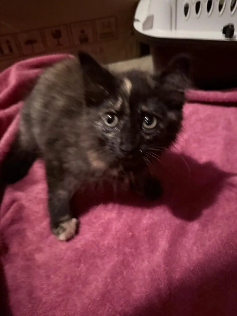 A baby small-sized female Domestic Medium Hair cat named Wow Yuki for adoption in Newnan, GA