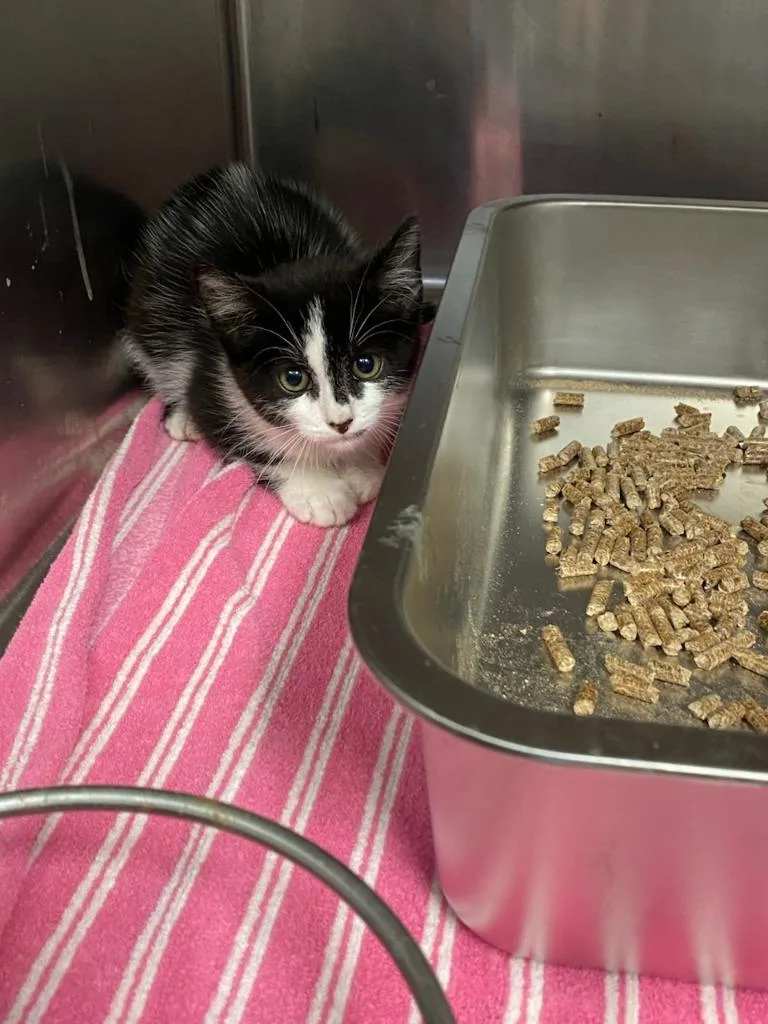 A baby medium-sized male Domestic Short Hair cat named Baloo for adoption in Boone, IA