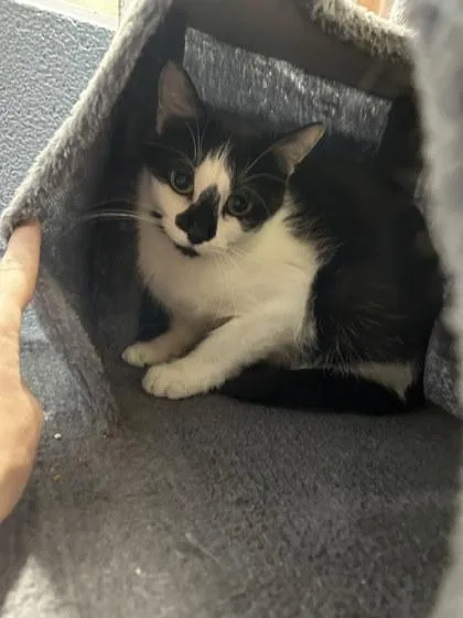 An adult large-sized female Domestic Short Hair cat named Hiccup for adoption in Munster, IN