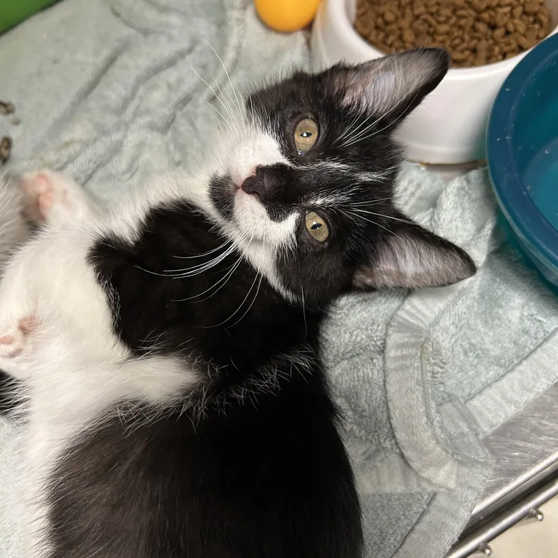 A baby medium-sized female Black & White / Tuxedo Tuxedo cat named Runway of for adoption in La Grange Park, IL