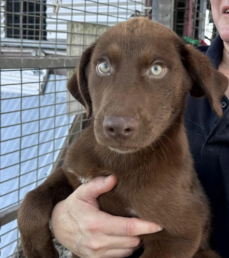A litter Amigo