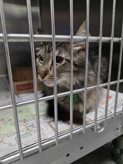 An adult medium-sized female Domestic Medium Hair cat named Haven for adoption in Sevierville, TN