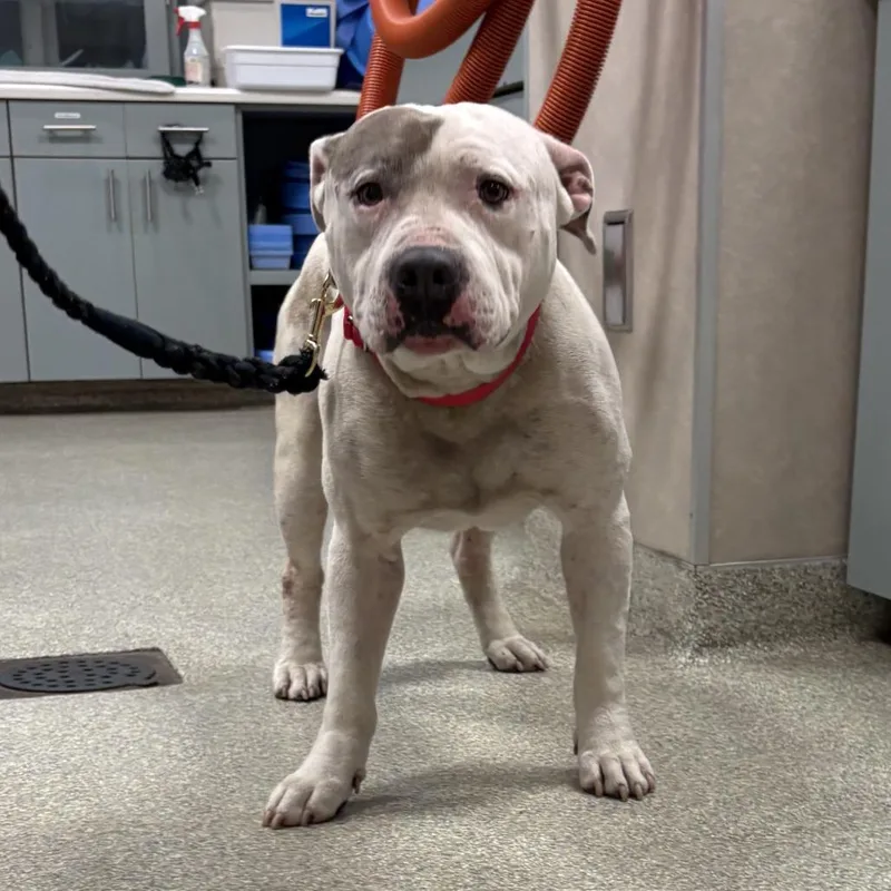 An adult large-sized male White / Cream Mixed Breed dog named Vic for adoption in Jacksonville, FL