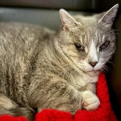 An adult large-sized female Domestic Short Hair cat named Powder for adoption in East Montpelier, VT