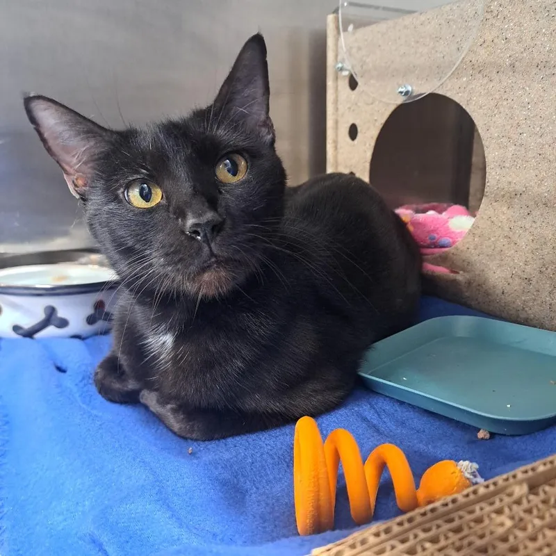 A young large-sized female Domestic Short Hair cat named Medusa for adoption in Pensacola, FL
