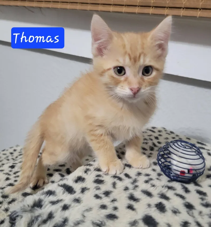 A baby medium-sized male Orange / Red Domestic Medium Hair cat named Thomas for adoption in LaPlace, LA