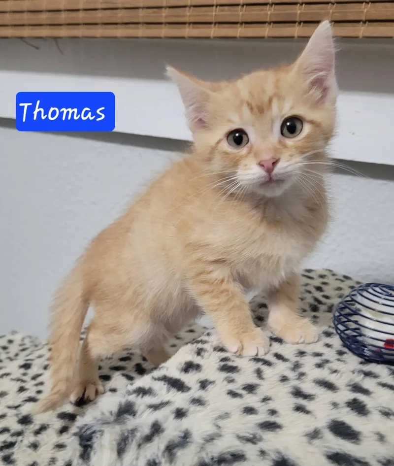 Thomas thumbnail 2