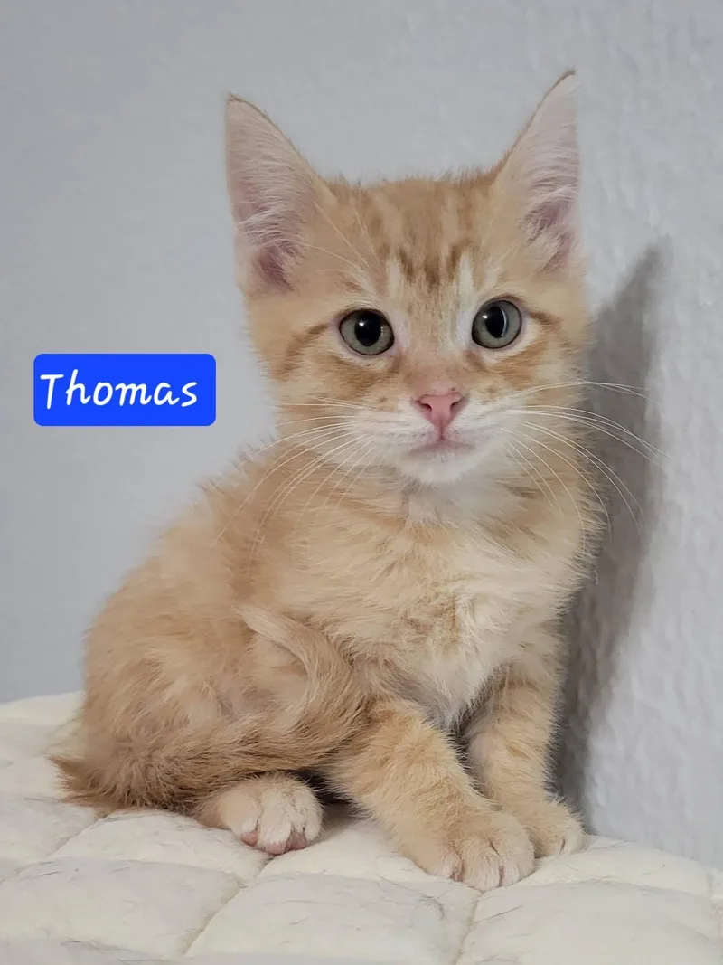 Thomas thumbnail 3