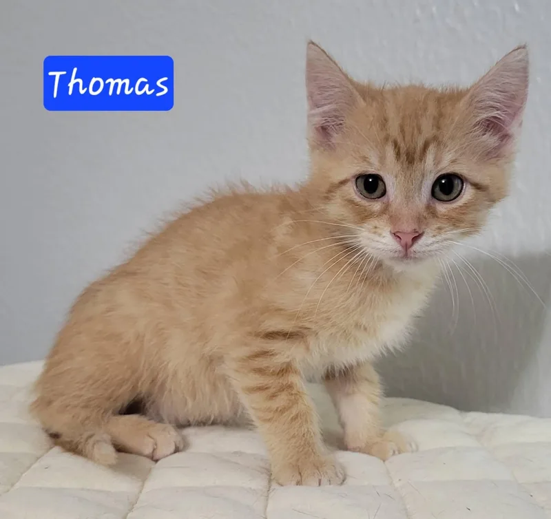 Thomas thumbnail 6