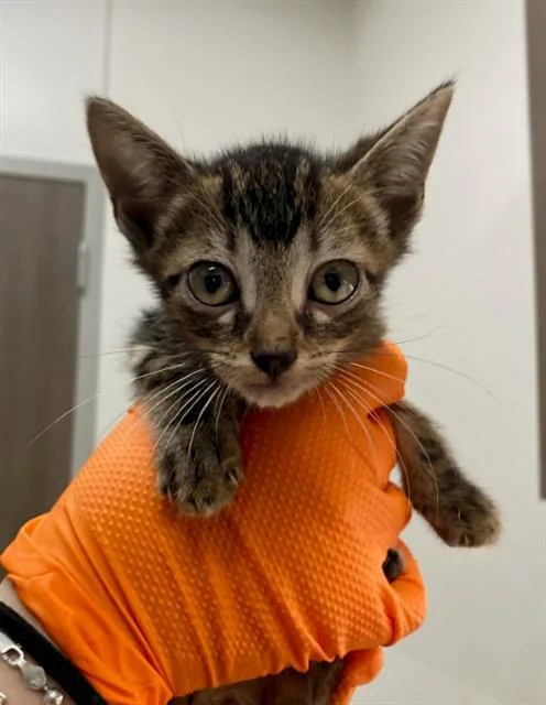 A baby small-sized female Domestic Short Hair cat named Crush for adoption in Baytown, TX