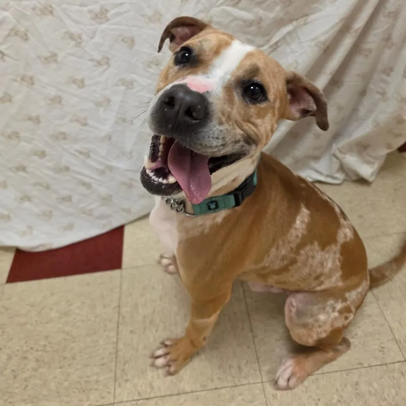 An adult medium-sized male Terrier dog named Palmer for adoption in Waynesboro, PA