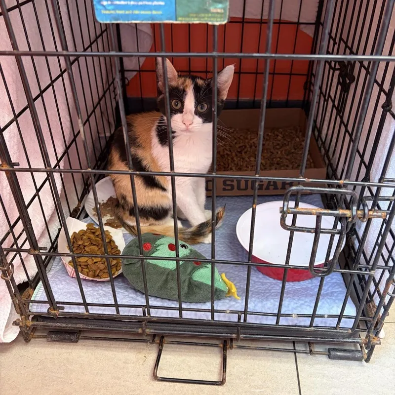 A young small-sized female Calico Domestic Short Hair cat named Duchess for adoption in Newark, NJ