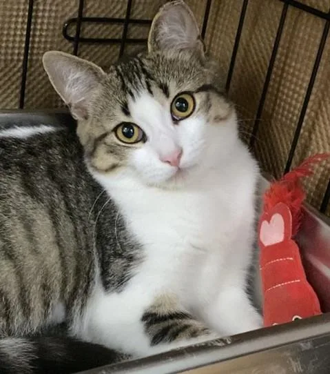 A baby medium-sized female Domestic Short Hair cat named Puffin for adoption in Dedham, MA
