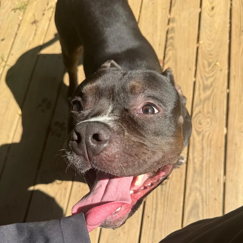 A young medium-sized male Pit Bull Terrier dog named Ghibli for adoption in Charlottesville, VA